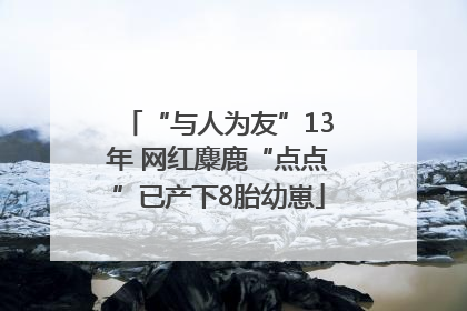 “与人为友”13年 网红麋鹿“点点”已产下8胎幼崽