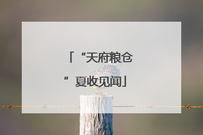 “天府粮仓”夏收见闻