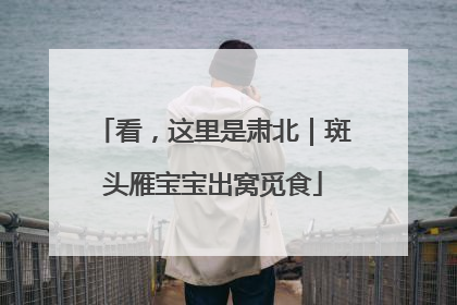 看，这里是肃北｜斑头雁宝宝出窝觅食