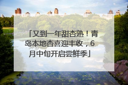 又到一年甜杏熟！青岛本地杏喜迎丰收，6月中旬开启尝鲜季