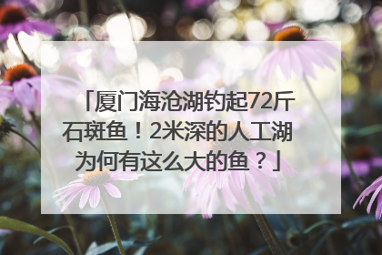 厦门海沧湖钓起72斤石斑鱼！2米深的人工湖为何有这么大的鱼？