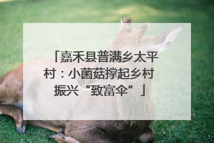 嘉禾县普满乡太平村：小菌菇撑起乡村振兴“致富伞”