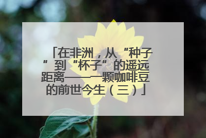 在非洲，从“种子”到“杯子”的遥远距离——一颗咖啡豆的前世今生（三）