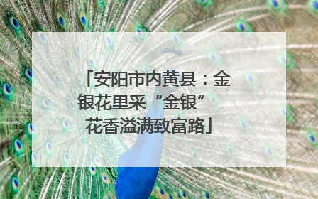 安阳市内黄县：金银花里采“金银” 花香溢满致富路