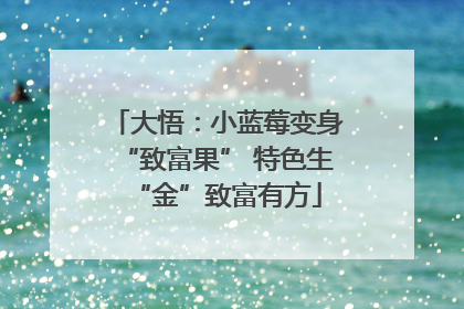 大悟：小蓝莓变身“致富果” 特色生“金”致富有方