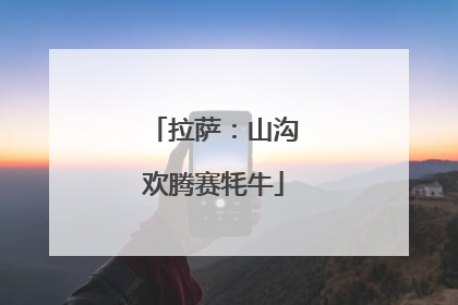 拉萨：山沟欢腾赛牦牛