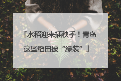 水稻迎来插秧季！青岛这些稻田披“绿装”