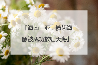 海南三亚：糙齿海豚被成功放归大海