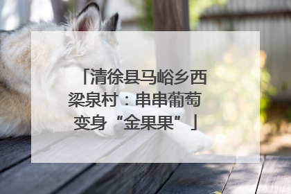 清徐县马峪乡西梁泉村：串串葡萄变身“金果果”