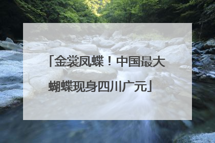 金裳凤蝶！中国最大蝴蝶现身四川广元