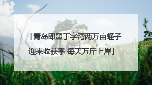 青岛即墨丁字湾两万亩蛏子迎来收获季 每天万斤上岸