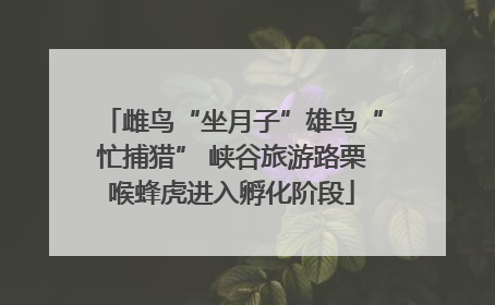 雌鸟“坐月子”雄鸟“忙捕猎” 峡谷旅游路栗喉蜂虎进入孵化阶段