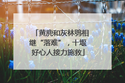 黄麂和灰林鸮相继“落难”，十堰好心人接力施救