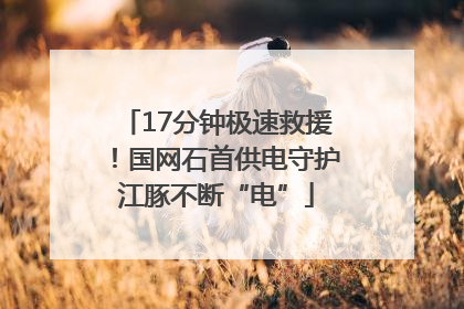 17分钟极速救援！国网石首供电守护江豚不断“电”
