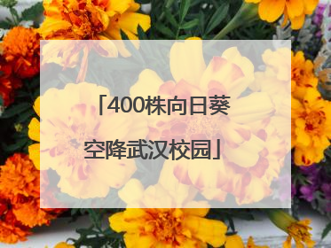 400株向日葵空降武汉校园